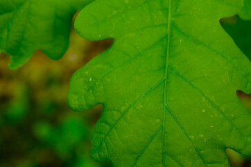 The water drop after a Spring rain. Green leaf with drops of water. Close-up of water drops on a green leaf.