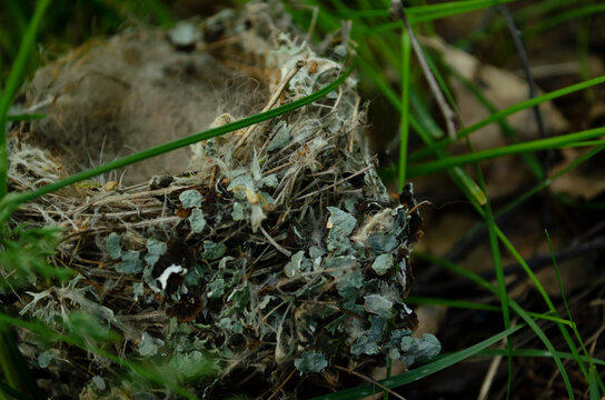 Nest is build by the birds. The birds use leaves,sticks,etc. to make the nest.It is one of the shelter for birds. Birds lay eggs in the nest. Each bird build different types of nest.