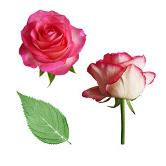 Fashionable feminine decorative stylish digital floral set photo print with flowers of bright pink roses with green leaves on a white background.