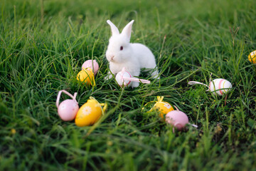 White Easter bunny collects yellow and pink eggs sitting on the grass. Happy Easter.