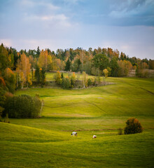 Cows grazing in the autumn pasture. Fall landscape with farm animals. Autumn scenery of Northern Europe.