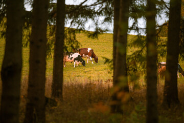 Cows grazing in the autumn pasture. Fall landscape with farm animals. Autumn scenery of Northern...