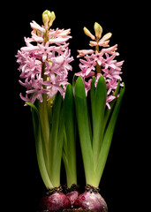 Obraz premium Spring Hyacinth flower isolated on black background