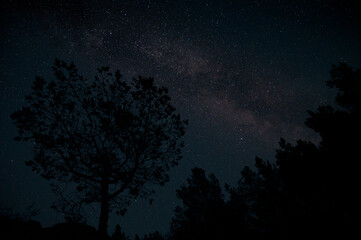 Naklejka premium Milky Way over pine trees on foreground. Starry night sky fully with the stars.