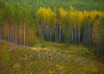 Beautiful autumn forest in Northern Europe. Fall landscape with trees. Woodland scenery in autumn.