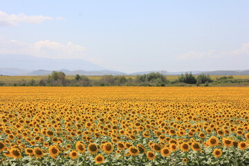 Fototapeta premium sunflower field