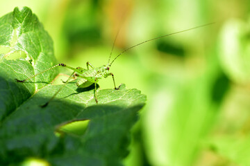 A green grasshopper with large paws and a small body sits on a plant.