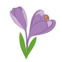 vector crocus violet bud flower green leaf isolated spring fresh plant on white 
