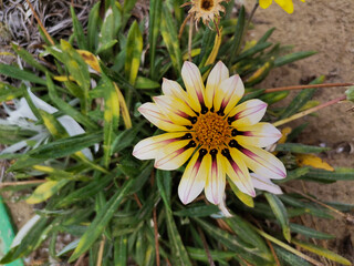 yellow flower in the garden
