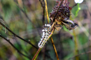 A motley and shaggy caterpillar crawls along a branch.