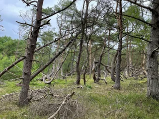 Fototapeten Haverdal, Halland, Halmstad, Natur, Naturschutzgebiet, Windflüchter © Stockholm Syndrome