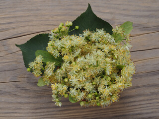 Fresh linden flowers on a wooden table, flat layout. Medicinal plant tilia with fragrant yellow...