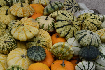pumpkins and gourds