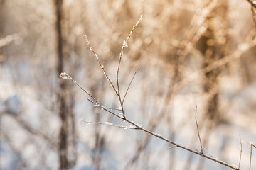 Snow covered branch tree against defocused background in sunrise or sunset with sunrays in winter forest. 