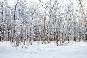 Winter snow forest with sunlight. Amazing natural landscape, no people