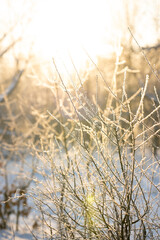 Snow covered branch tree against defocused background in sunrise or sunset with sunrays in winter forest. 