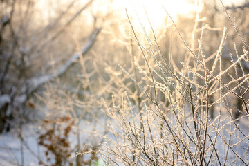 Fototapeta premium Snow covered branch tree against defocused background in sunrise or sunset with sunrays in winter forest. 