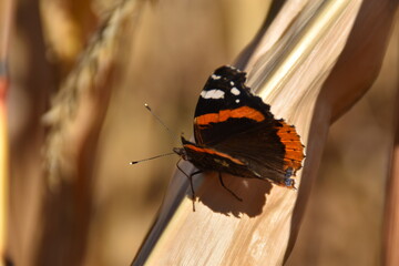 admiral butterfly