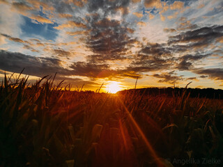 sunset over the field
