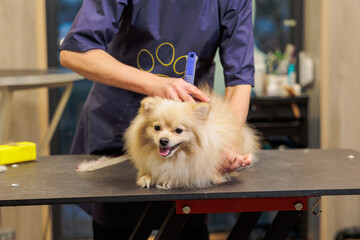 groomer combing wool of spitz in salon, grooming master cuts and shaves, cares for a dog in...