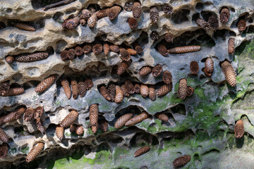 Tannenzapfen im Sandstein, witzig dekoriert
