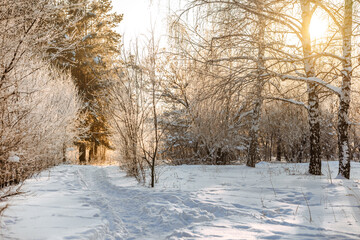 Beautiful landscape path between trees in winter snow forest