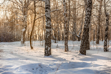 Winter snow forest with sunlight. Amazing natural landscape, no people