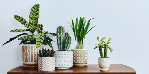 Stylish composition of home garden interior filled a lot of beautiful plants, cacti, succulents, air plant in different design pots. Home gardening concept Home jungle. Copy spcae. Template - obrazy, fototapety, plakaty