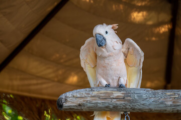 A pure white Cockatoos in Hemker Park Zoo, Minnesota