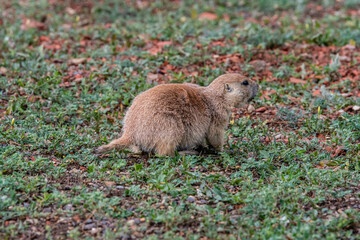 A Black Tailed Prairie Dog in Theodore Roosevelt NP, North Dakota