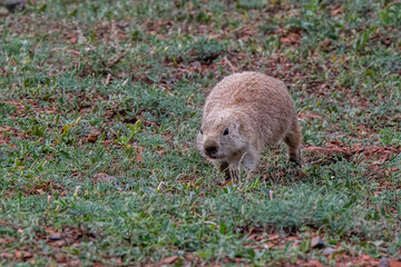 A Black Tailed Prairie Dog in Theodore Roosevelt NP, North Dakota