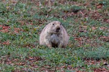 A Black Tailed Prairie Dog in Theodore Roosevelt NP, North Dakota