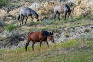 Wild horses in Theodore Roosevelt NP, North Dakota