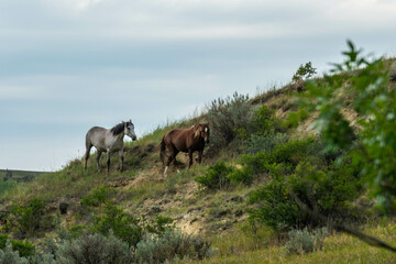 Fototapeta na wymiar Wild horses in Theodore Roosevelt NP, North Dakota