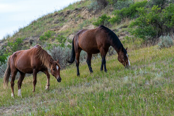Wild horses in Theodore Roosevelt NP, North Dakota