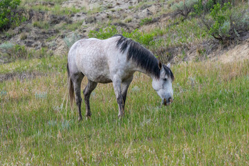 Obraz na płótnie Canvas Wild horses in Theodore Roosevelt NP, North Dakota