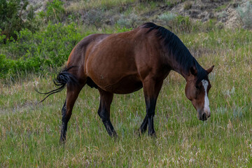 Wild horses in Theodore Roosevelt NP, North Dakota