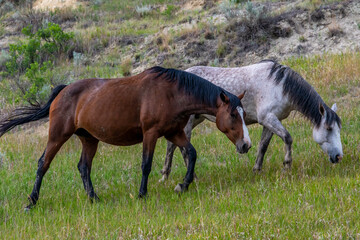 Obraz na płótnie Canvas Wild horses in Theodore Roosevelt NP, North Dakota