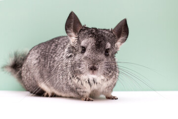 picture of a Young Chinchilla over white and green background