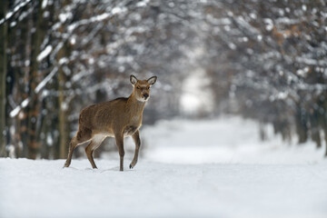 Naklejka na ściany i meble Female deer in the winter forest. Animal in natural habitat