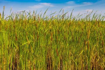 Coastal cattail grass close-up against a blue sky with white clouds in summer