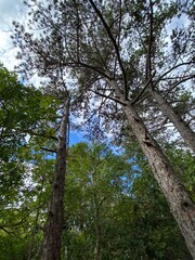 Naklejka premium Rilke Weg Wanderweg bei Sistiana zwischen Duino und Triest in der Region Friaul-Julisch Venetien Italien 