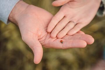 Ladybug crawls on the palms of a guy and a girl. Beetle close-up on the hands of a man and a woman.