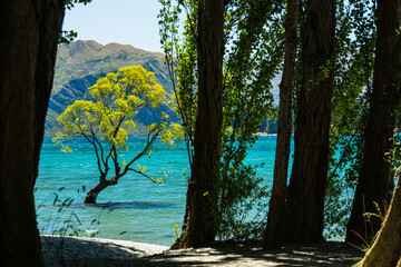 ニュージーランド　オタゴ地方のワナカ湖の湖内に立つワナカ・ツリー