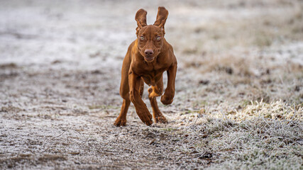 Ein rennender Hund auf einem gefrorenem Weg!