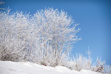 Young branches of frozen trees. Small trees covered with frost