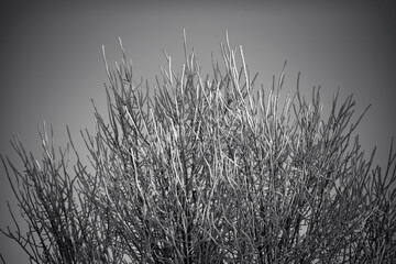 Young branches of frozen trees. Small trees covered with frost