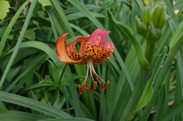 Blooming leopard lily, scientific name Lilium pardalinum