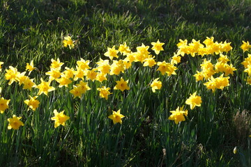Gelbe Narzissen, Narzissenblüte  (Narcissus Pseudonarcissus), Blumenbeet, Hang, Deutschland