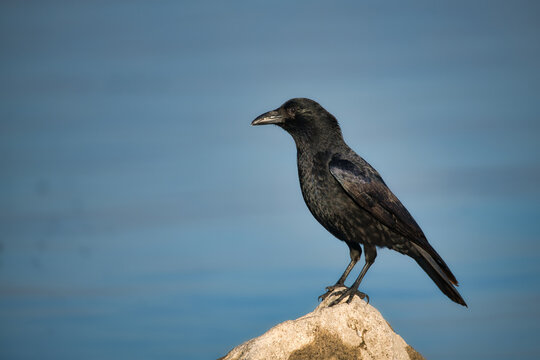 Carrion crow sits on stone on the shore